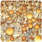 Псилоцибиновые (галлюциногенные)  грибы Psilocybin "Golden Teacher" в Осинниках