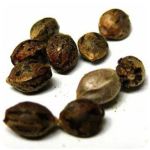 Семена марихуаны АК-47  (Seeds AK-47) в Осинниках